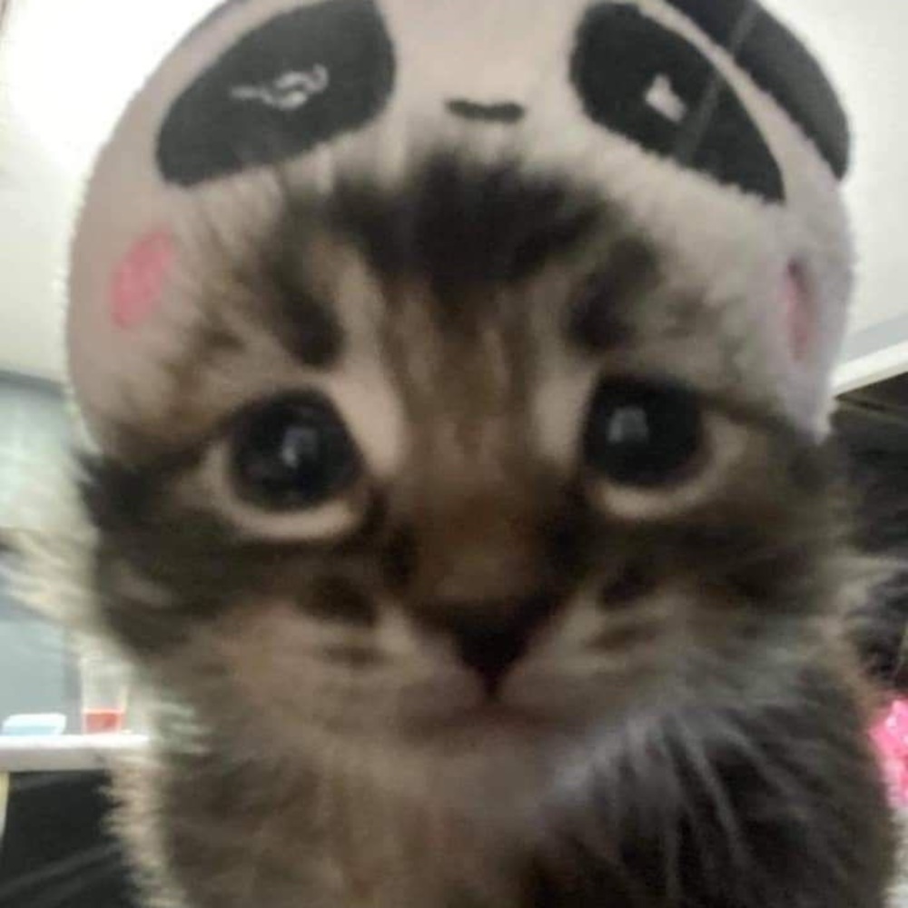 Meet your Posher, Emma